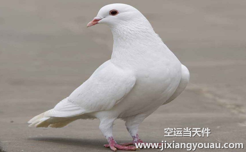 上海到珠海航空當天件